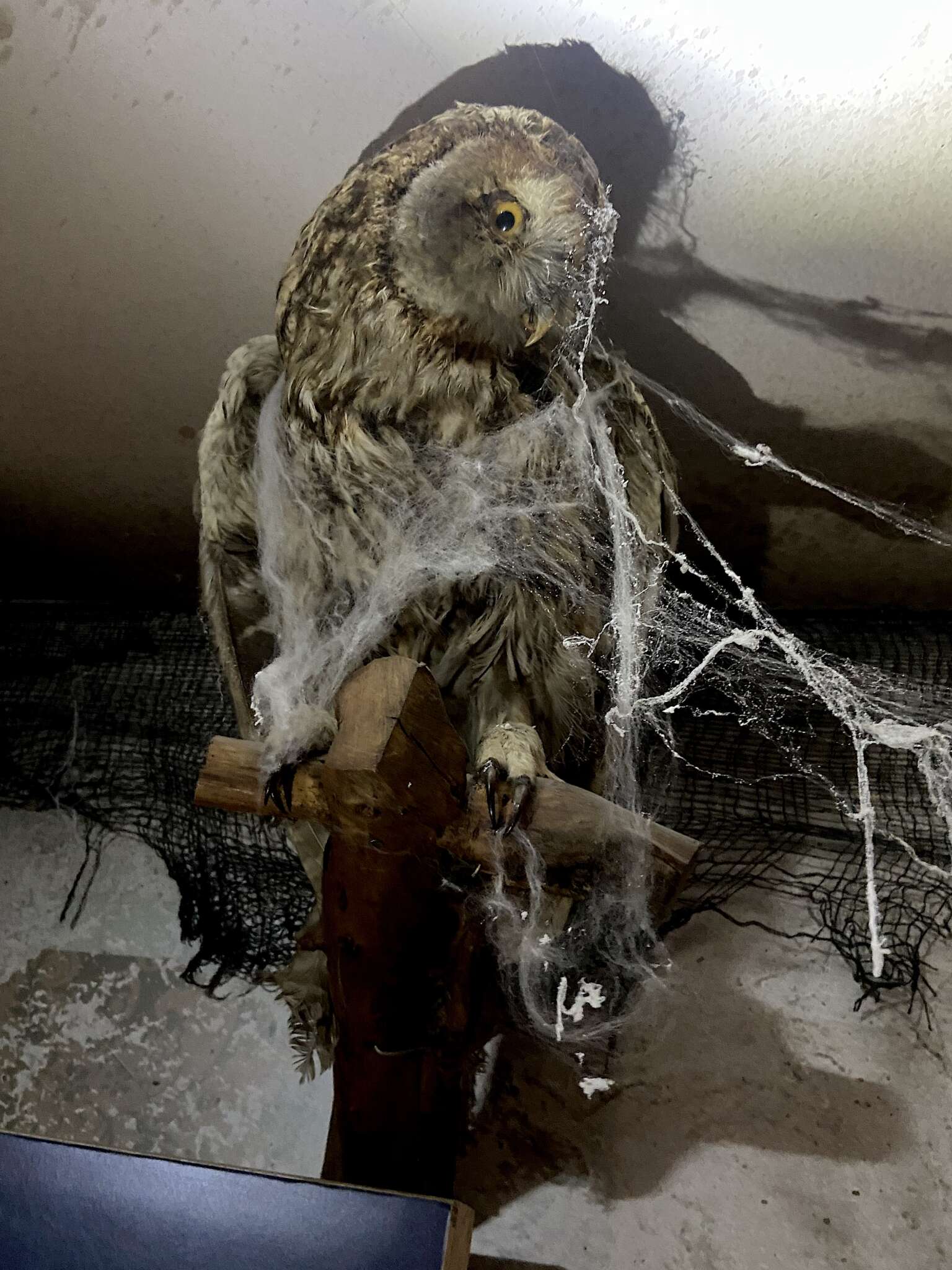 Hibou naturalisé dans le décor de la maison hantée Haunted House